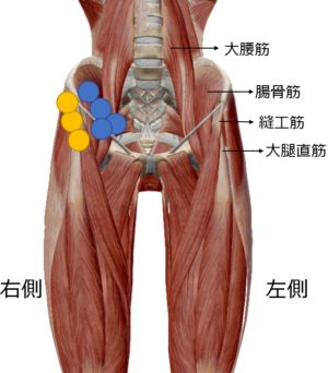 サッカー股関節の痛み 外側 症状 グロインペイン症候群 兵庫県川西市ライフ カイロプラクティックラボ